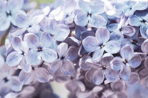 Blooming lilac in soft processing, toned. Lilac background, texture Stock Photos