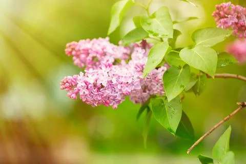 Blooming lilac in the spring in the park Stock Photos