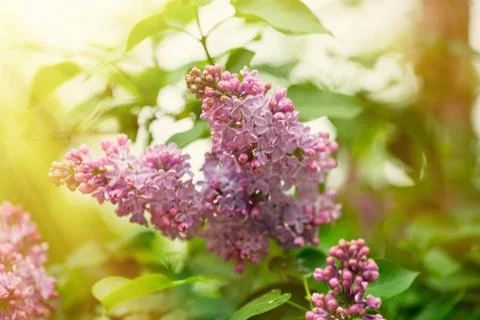 Blooming lilac in the spring in the park Stock Photos