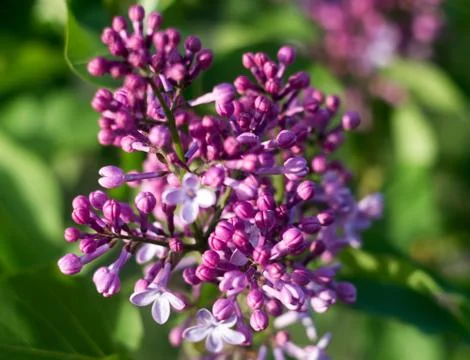 Blooming lilac in the spring time Foto stock