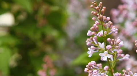 Blooming lilac swaying in the wind Video stock 50129038
