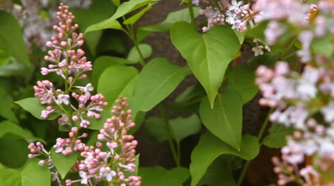 Blooming lilac swaying in the wind Stock Footage 50129128