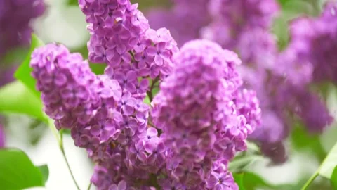 Blooming lilac sways in the wind Stock Footage 131817443