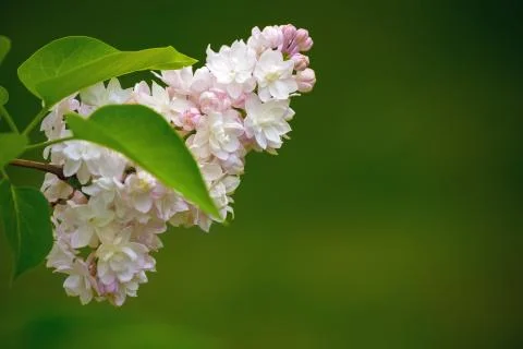 Blooming lilac tree branch with selective focus Stock Photos