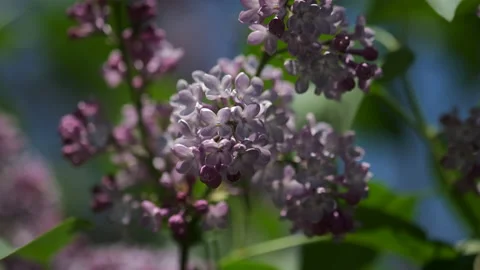 Blooming lilac tree macro agains blue sky Stock Footage 194095588