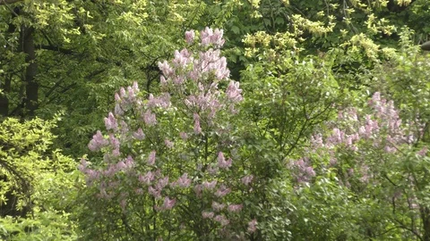 Blooming lilac tree in spring in park at daylight in city Stock Footage 124416933
