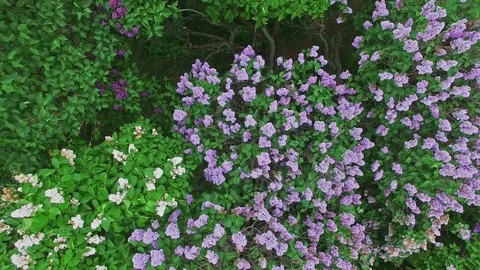 Blooming lilac trees at summer day in public garden. Aerial view Stock Footage 84962791