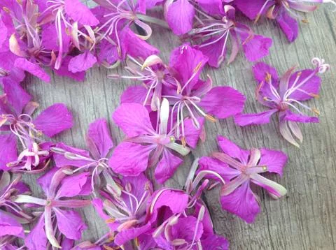 Blooming lilac willow herb Ivan tea on a wooden surface as background Stock Photos