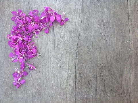 Blooming lilac willow herb Ivan tea on a wooden surface as background Stock Photos
