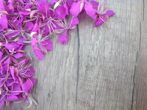 Blooming lilac willow herb Ivan tea on a wooden surface as background Stock Photos