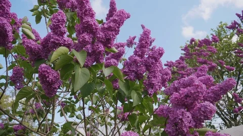 Blooming lilac in the wind Video stock 107582861