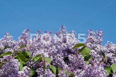 Blooming lilacs on blue sky background Stock Photos