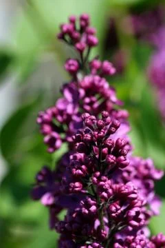 Blooming lilacs Stock Photos