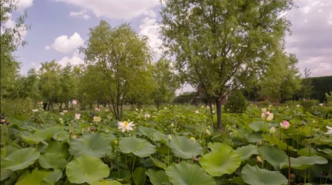 Blooming lilies 動画素材 38565027