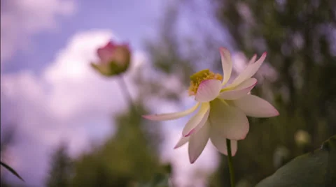 Blooming lilies 動画素材 38565537