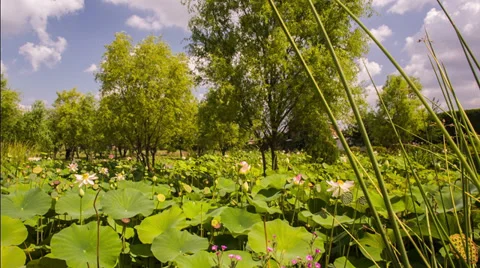 Blooming lilies Vídeo Stock 38566547