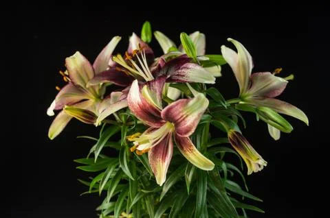 Blooming Lilies Foto stock