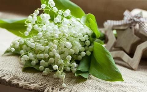 Blooming lilly of the valley on rustic textile background Stock Photos
