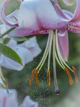 Blooming lily with dew drops on the background of the cobweb Stock Photos