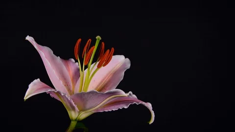 Blooming lily flower on a black background Stock Footage 129033796