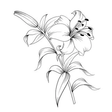 The Blooming lily. Stock Illustration