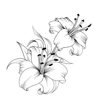 The Blooming lily. Stock Illustration