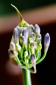 Blooming lily of the nile Stock Photos