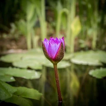 A blooming lily Foto stock