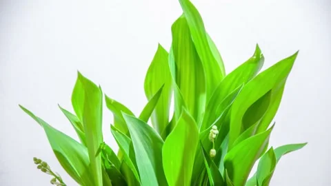 Blooming Lily of the valley - 4K time lapse Stock Footage 153363872