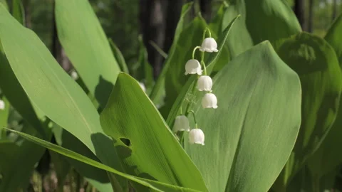 Blooming lily of valley in spring forest. Stock Footage 242036123