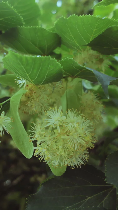 Blooming Lime tree also known as Linden or Basswood tree covered with flowers Stock Footage 314718259