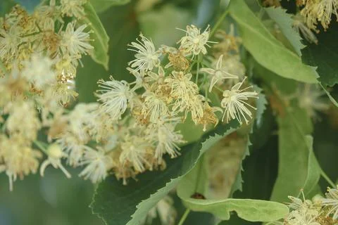 Blooming linden flowers Stock-Fotos