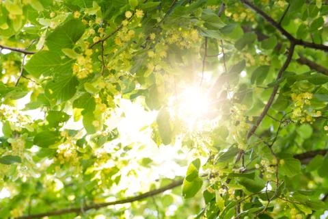 Blooming linden, lime tree in bloom with bees and sunflare Stock Photos