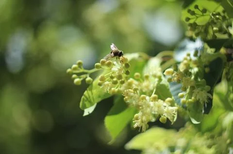 Blooming linden Stock Photos