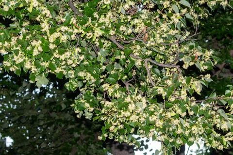 Blooming linden tree branches with small yellow flowers and green leaves Stock Photos