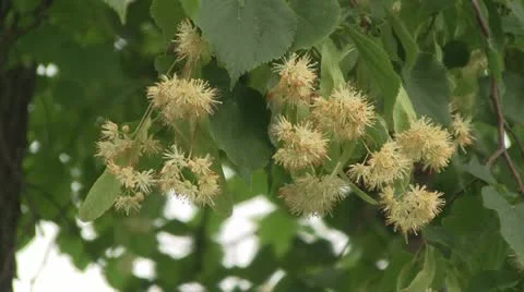 Blooming linden tree Stock Footage 11142666