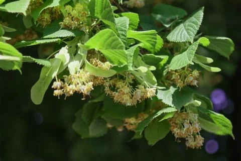 Blooming linden tree. Stock Photos