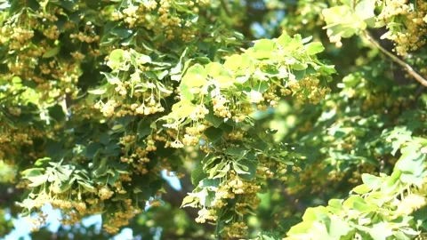 Blooming linden tree pollinated by bees Stock Footage 132648378