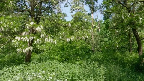 Blooming locust trees in old park in sun... | Stock Video | Pond5
