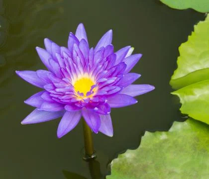 Blooming lotus flower Stock Photos