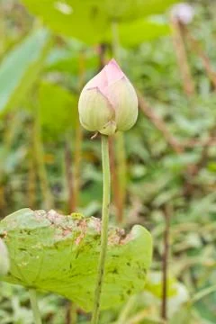Blooming lotus flower Stock Photos