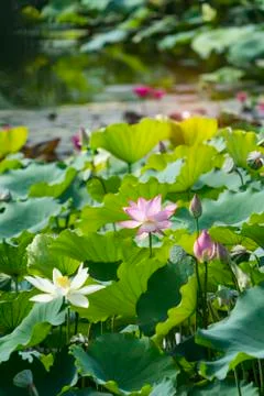 Blooming lotus flower Stock Photos