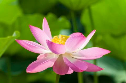 Blooming lotus Foto stock