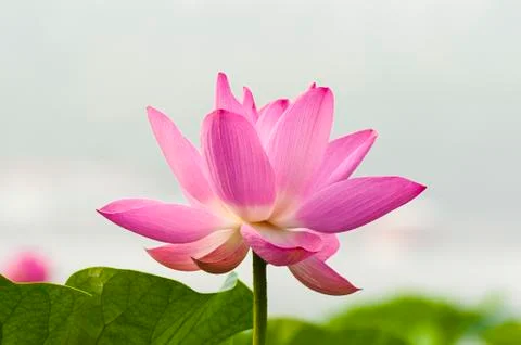 Blooming lotus Foto stock