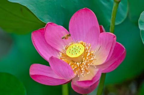 Blooming lotus Foto stock