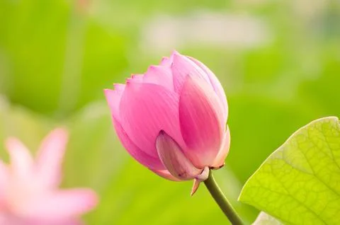 Blooming lotus Foto stock