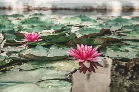 Blooming Lotus Foto stock