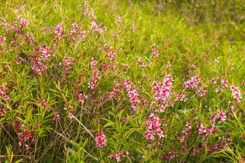 Blooming low steppe almond with pink flowers, dwarf Russian almond, ornamenta Stock Photos