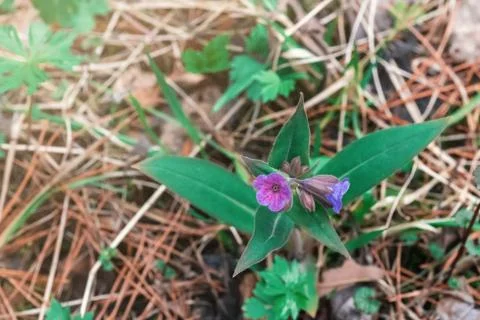 Blooming lungwort on blurred background in spring Stock Photos