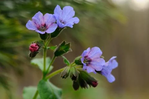 Blooming lungwort Foto stock